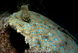 Rare chance to shoot up on a flounder by Craig Springer 